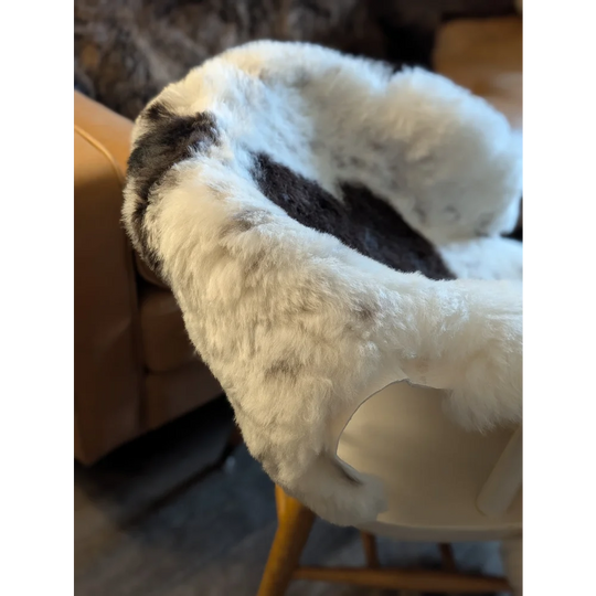 A large 48 by 34 icelandic sheepskin throw in white and gray short wool draped over a chair