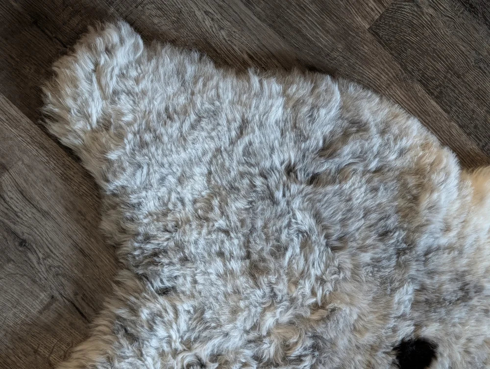 A soft curly gray and white icelandic sheepskin rug with natural fluffy texture made of short wool spot#3 medium size