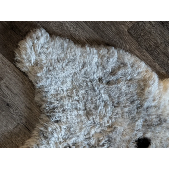 A soft curly gray and white icelandic sheepskin rug with natural fluffy texture made of short wool spot#3 medium size