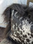 Black and white spotted cowhide pillow with fluffy natural black Icelandic sheepskin long wool trim perfect for sewing machines