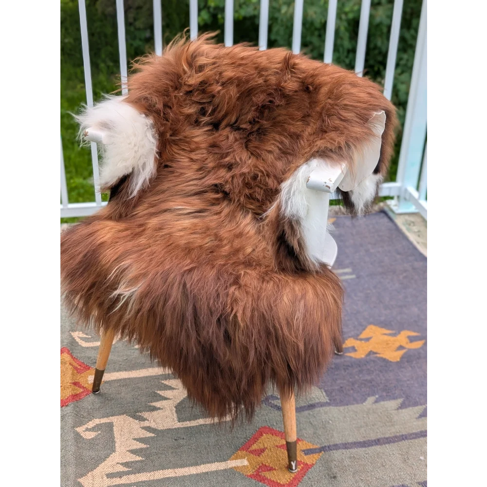 A cozy thick brown icelandic sheepskin rug with white tips draped over a white chair long wool icelandic material