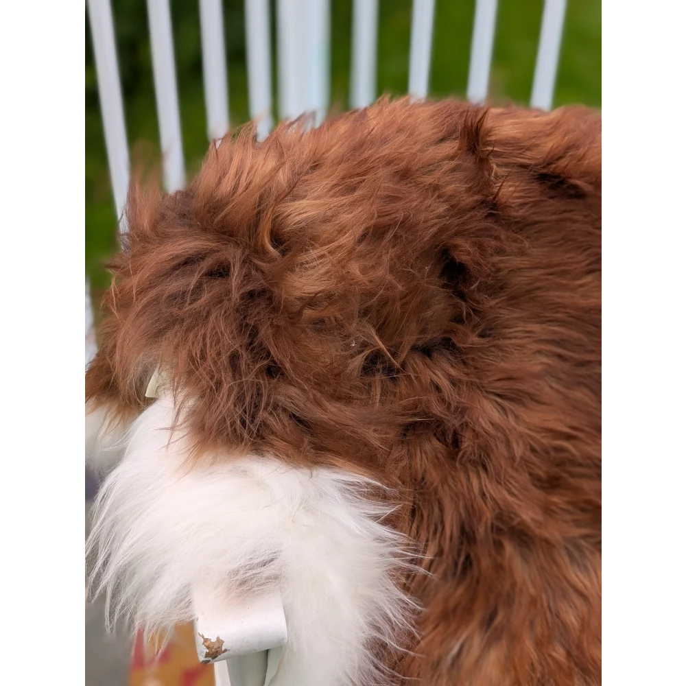 A fluffy brown and white dog on an extra large 50 x 39 inch long wool icelandic sheepskin rug