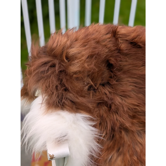 A fluffy brown and white dog on an extra large 50 x 39 inch long wool icelandic sheepskin rug
