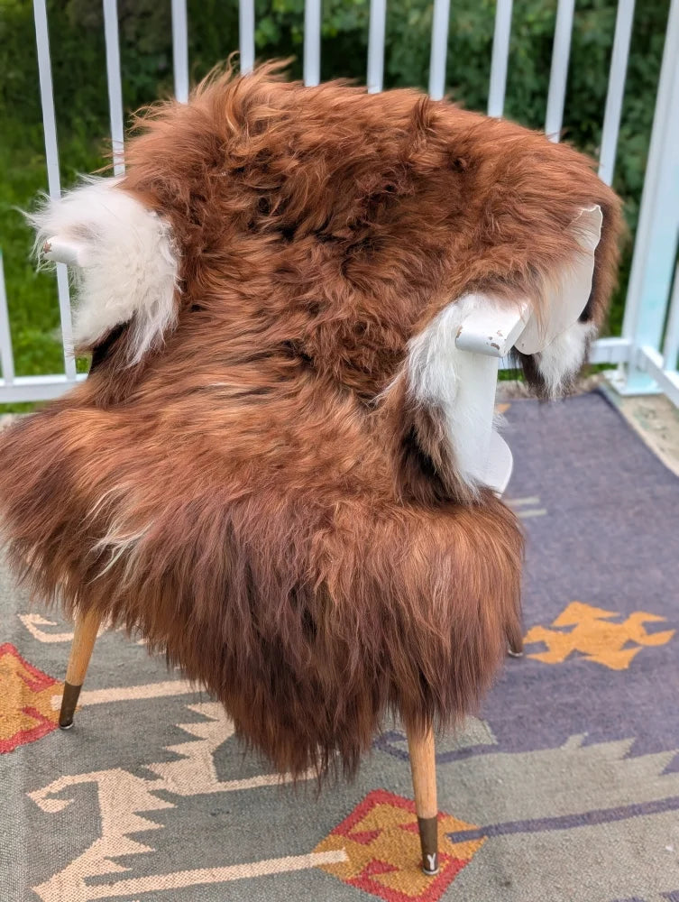 A cozy thick brown icelandic sheepskin rug with white tips draped over a white chair long wool icelandic material