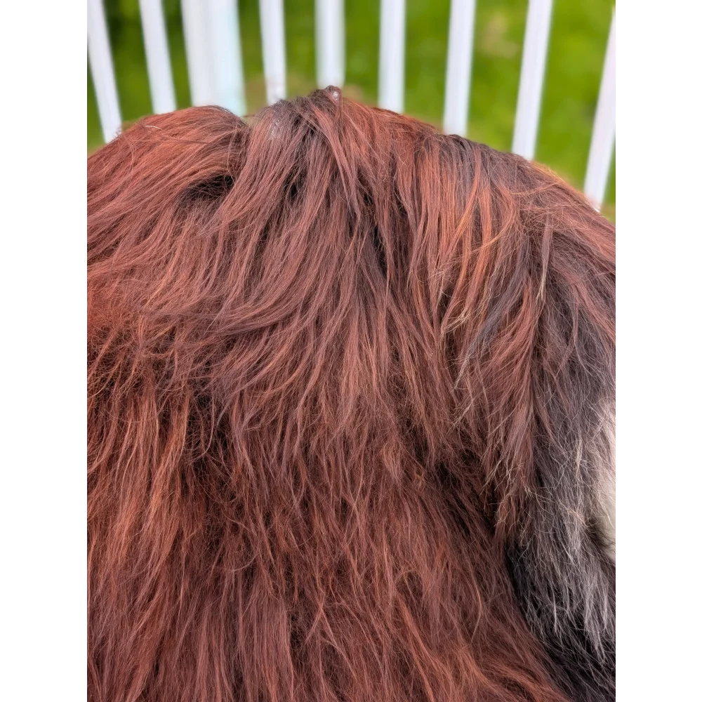 A fluffy reddish-brown dog resting on a 51 x 36 inch extra large long wool icelandic sheepskin rug