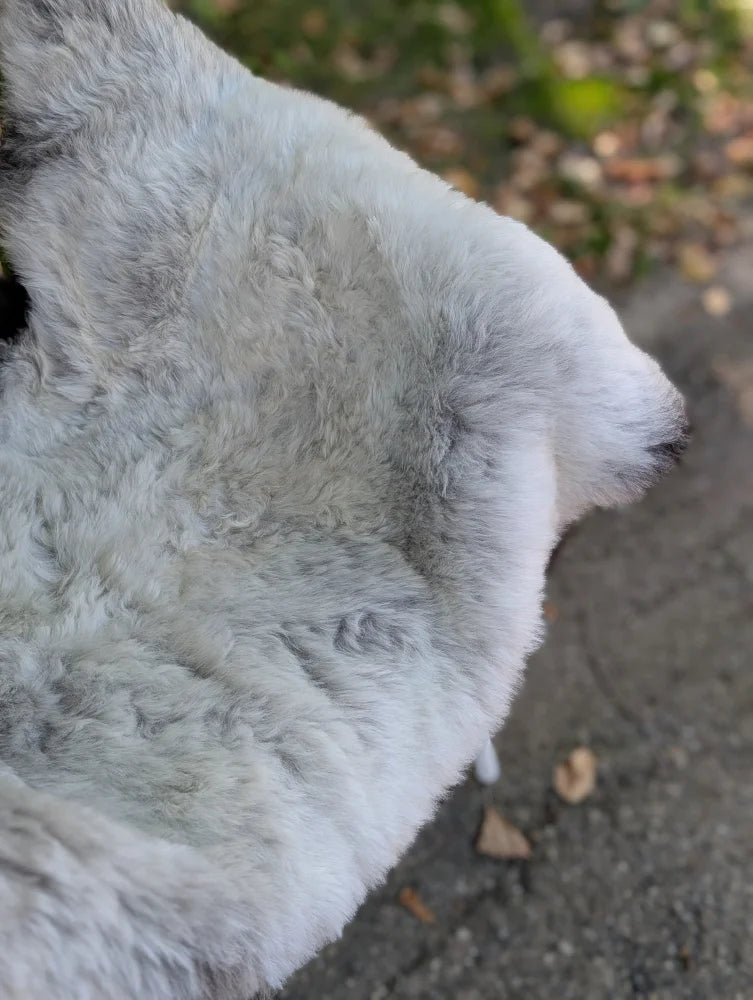A fluffy white dog on a 42 x 27 large icelandic sheepskin rug with wool icelandic sheepskin and dark edges