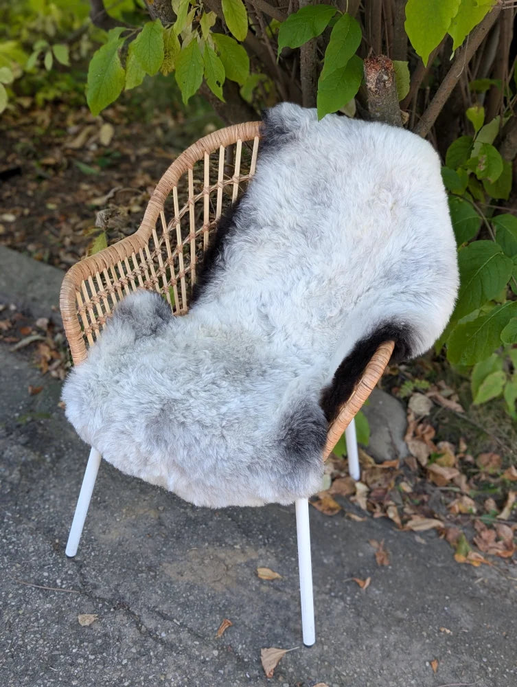 A soft wool icelandic sheepskin rug with natural gray color and dark edges draped over a wicker chair