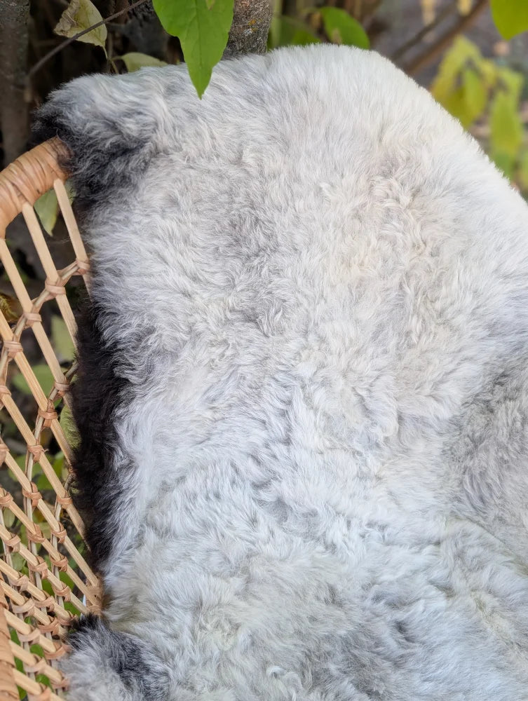 A plush gray and white icelandic sheepskin rug with soft wool texture and dark edges, sized 42 x 27 inches