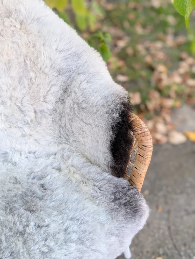 Large icelandic sheepskin rug in soft light gray wool with natural texture and dark edges with a wooden horn