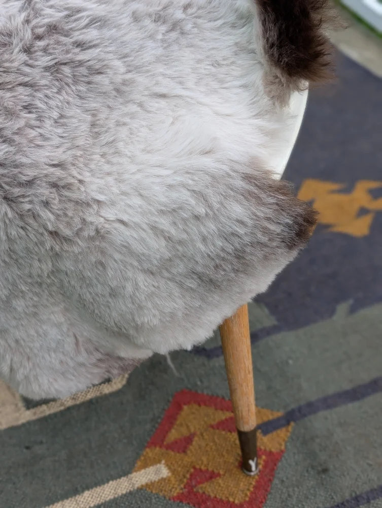 A fluffy gray and white dog with a dark brown tail resting on a wooden chair seat with large icelandic sheepskin by angus oliver