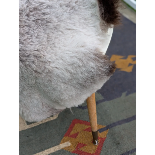 A fluffy gray and white dog with a dark brown tail resting on a wooden chair seat with large icelandic sheepskin by angus oliver