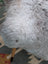 A plush gray fluffy icelandic sheepskin with long wool by angus oliver measuring 44 x 33 inches