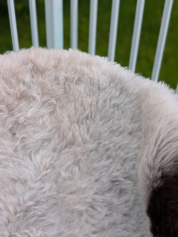 A plush light gray large icelandic sheepskin throw blanket with soft long wool by angus oliver measuring 44 x 33 inches
