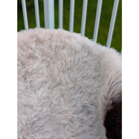 A plush light gray large icelandic sheepskin throw blanket with soft long wool by angus oliver measuring 44 x 33 inches