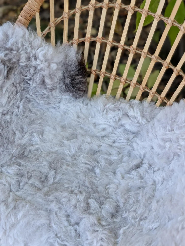 A fluffy light gray curly dog resting on a woven chair next to a large wool icelandic sheepskin rug 43 x 35 inches
