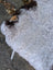 A fluffy white icelandic sheepskin rug with long wool and dark brown wool accents and light brown curved horn