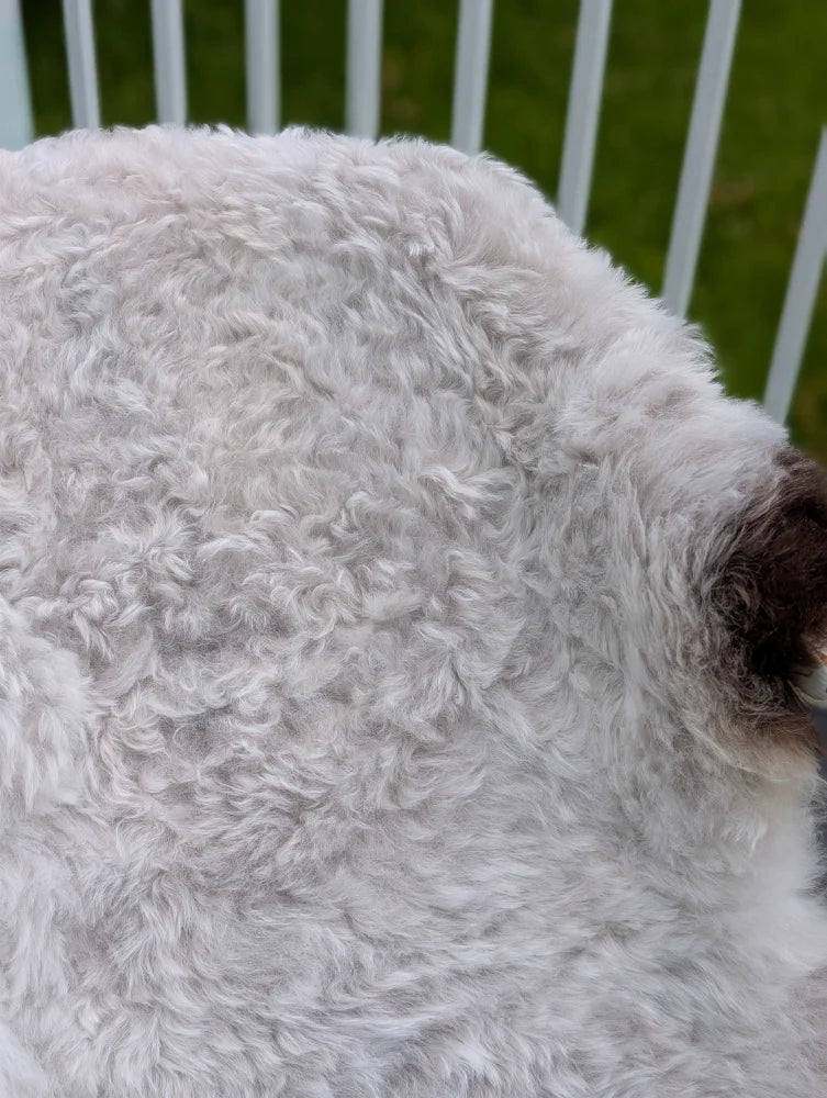 A fluffy white icelandic sheepskin with long wool and a dark brown patch near its ear by angus oliver