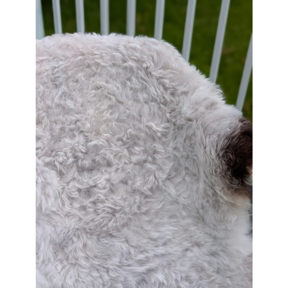 A fluffy white icelandic sheepskin with long wool and a dark brown patch near its ear by angus oliver
