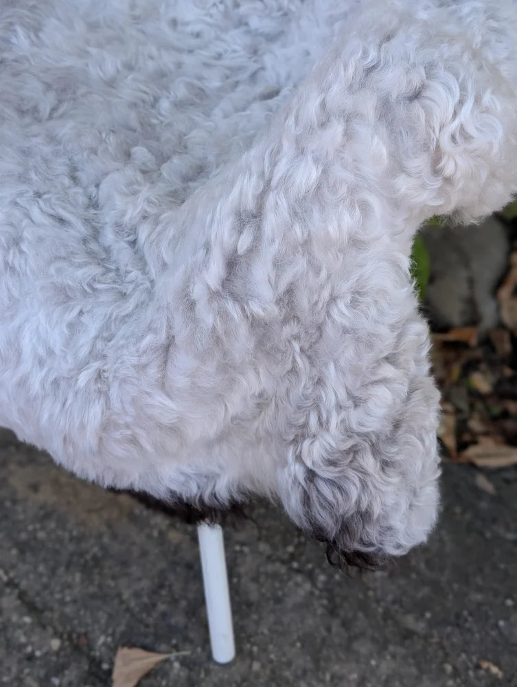 A fluffy white dog with curly fur and dark-tipped tail on a 43 x 35 inch long wool icelandic sheepskin rug
