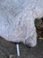A fluffy white dog with curly fur and dark-tipped tail on a 43 x 35 inch long wool icelandic sheepskin rug