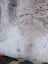 Soft plush long wool icelandic sheepskin rug in light gray and white gradient by angus oliver 43.5 x 33 inches