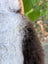 A plush 43 x 31 inch large icelandic sheepskin rug with long wool icelandic texture and dark edges in white and brown