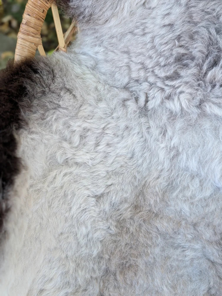 Large 43 x 31 inch icelandic sheepskin with soft long wool and dark edges featuring a curly gray patch and brown fur