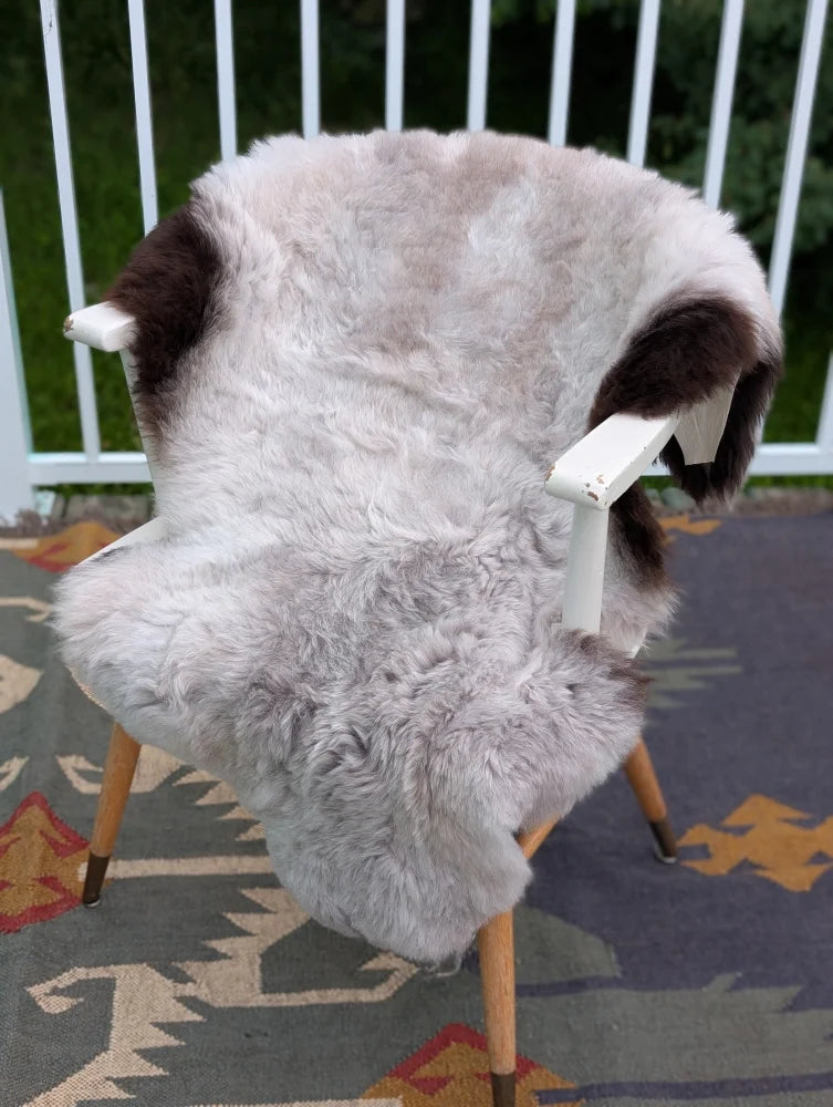 A large icelandic sheepskin rug in soft gray with dark brown patches draped over a white wooden chair by angus oliver