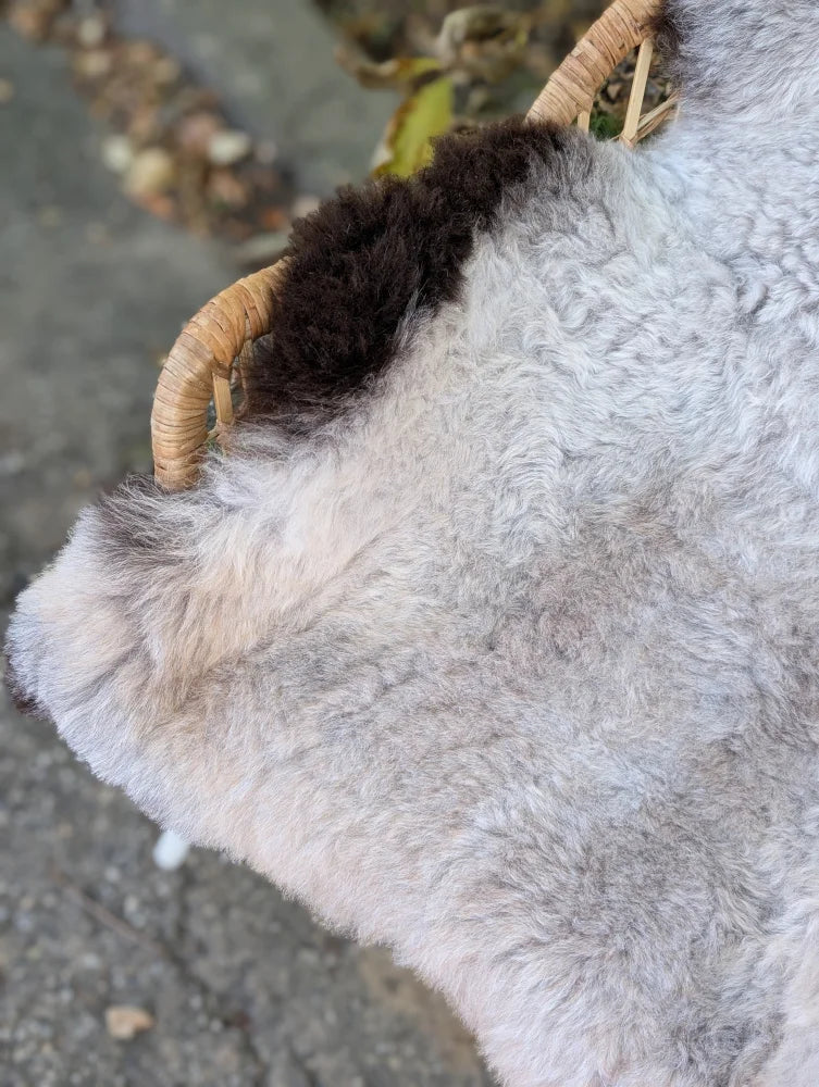 Large 43 x 31 inch icelandic sheepskin rug with fluffy long wool and natural dark edges in gray and brown tones