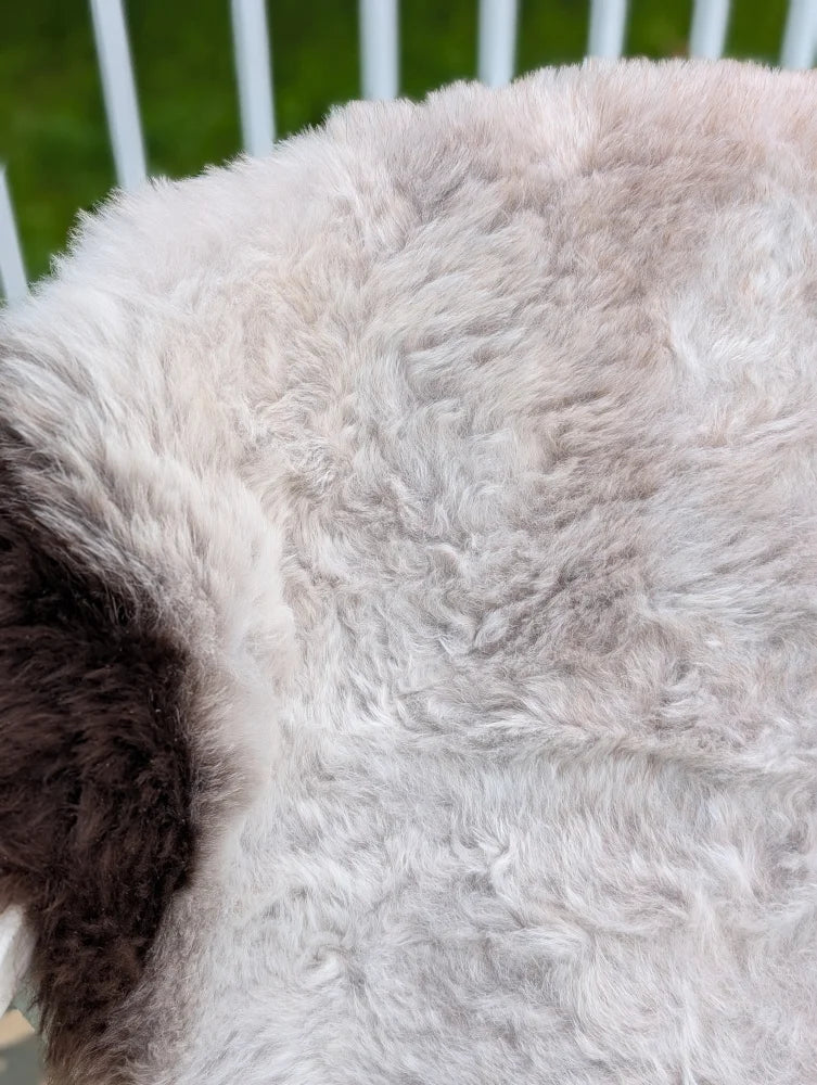 A large 43 x 31 inch icelandic sheepskin rug with long wool in natural white and gray by angus oliver