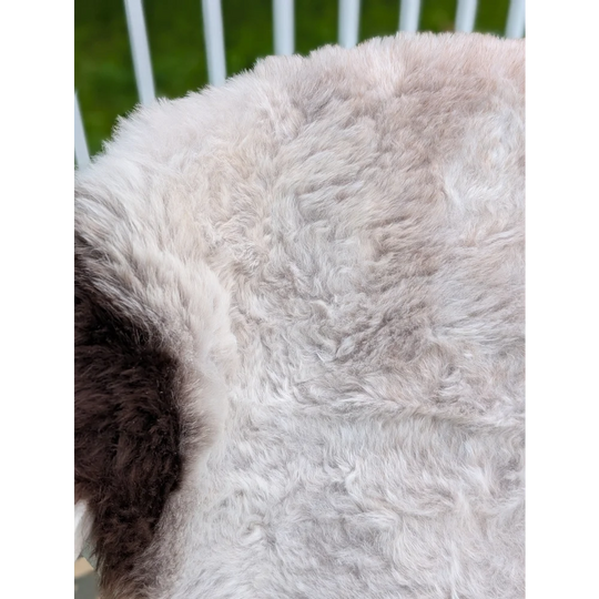 A large 43 x 31 inch icelandic sheepskin rug with long wool in natural white and gray by angus oliver