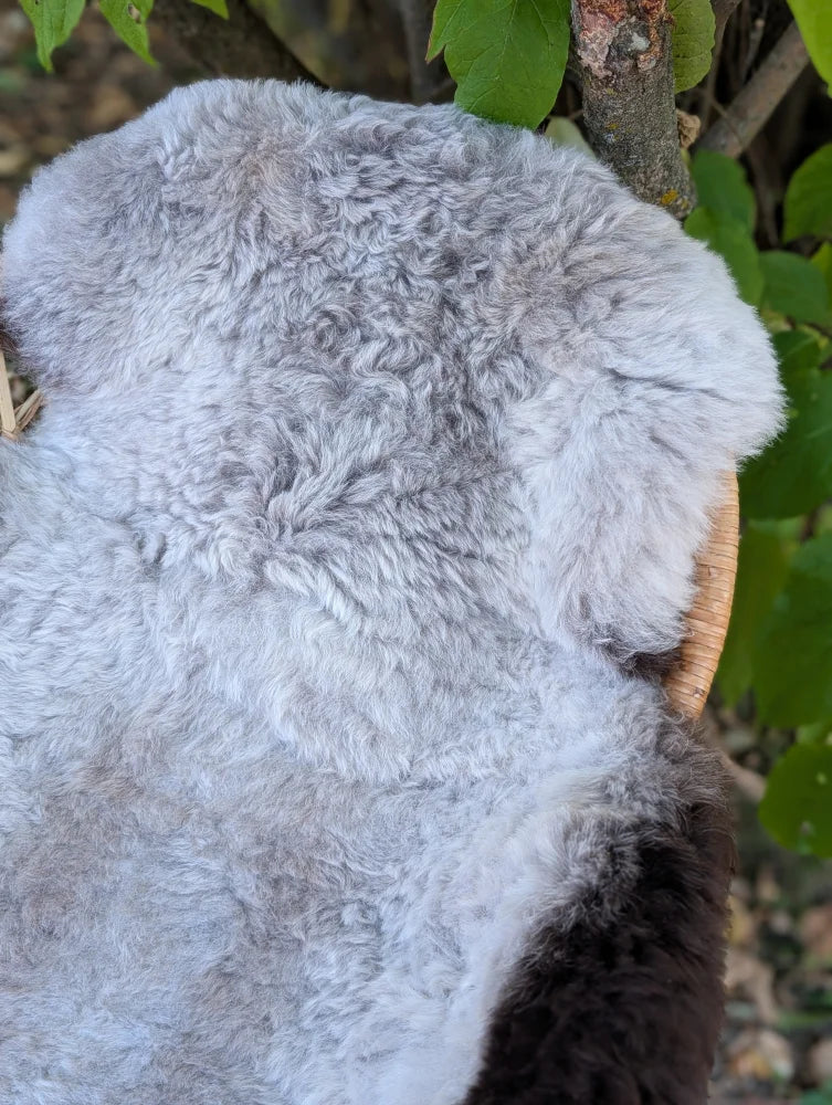 A soft fluffy gray icelandic sheepskin rug with long wool icelandic texture and dark edges measuring 43 by 31 inches