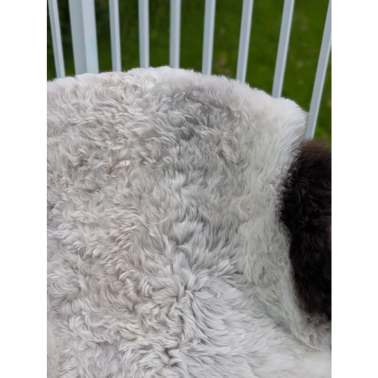 A soft curly long wool icelandic sheepskin rug with white and dark brown fur by angus oliver measuring 44 x 33 inches