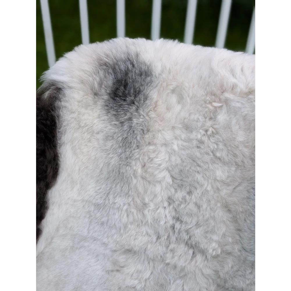A plush large icelandic sheepskin rug with long wool angus oliver texture in white and subtle gray patches