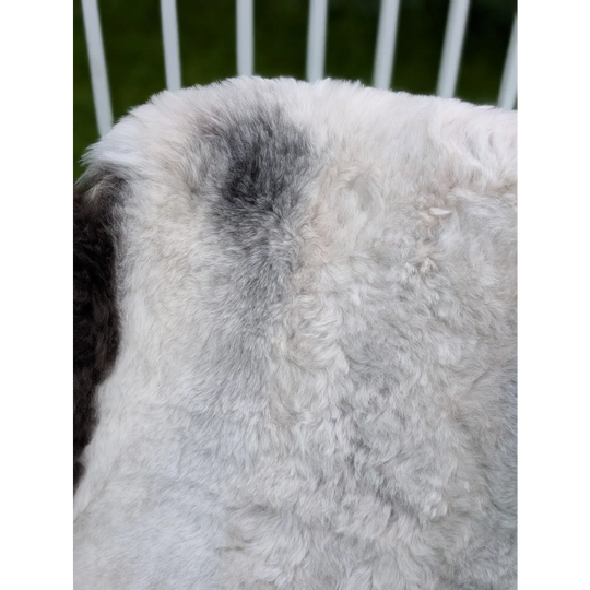 A plush large icelandic sheepskin rug with long wool angus oliver texture in white and subtle gray patches