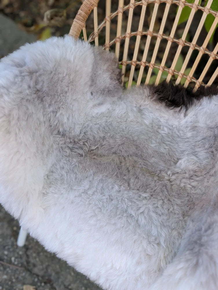 A large icelandic sheepskin rug in light gray and white with long wool icelandic texture and subtle dark edges