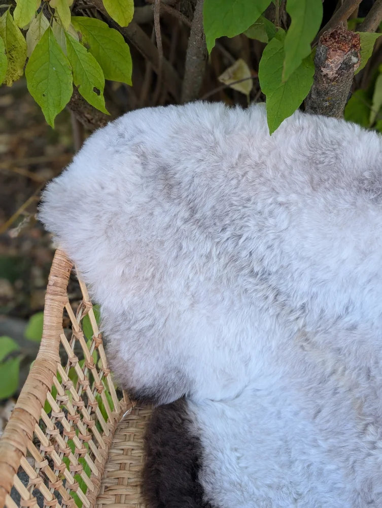 A large 44 x 27 white long wool icelandic sheepskin rug with dark edges rests in a woven wicker basket
