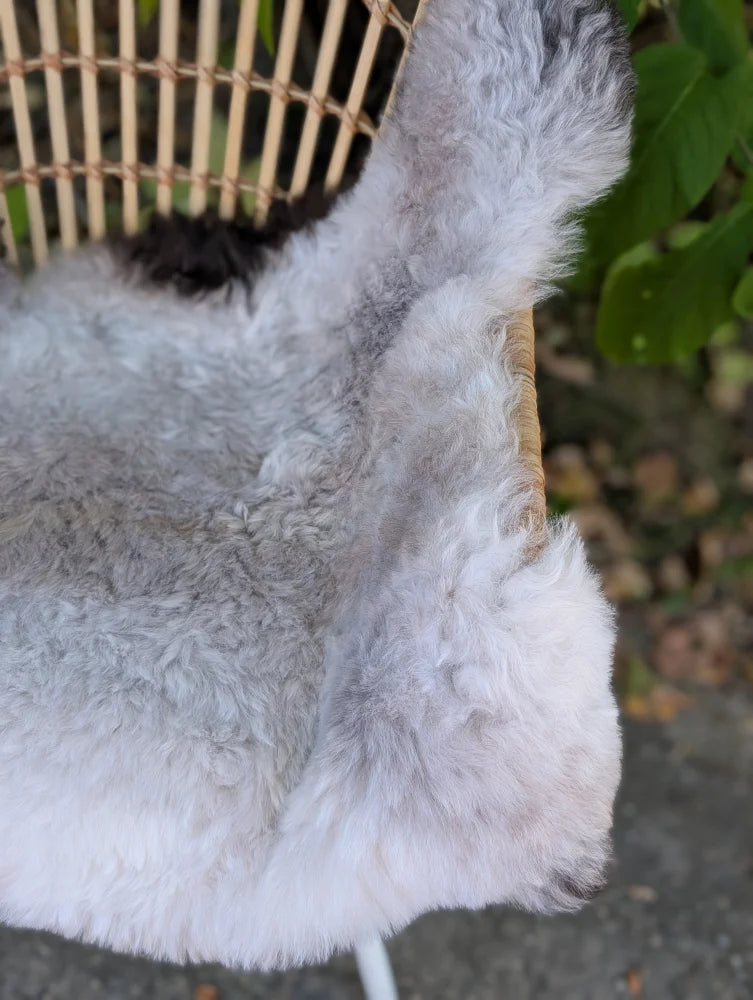 Soft fluffy gray icelandic sheepskin rug with natural dark edges and long wool icelandic texture for chair cover