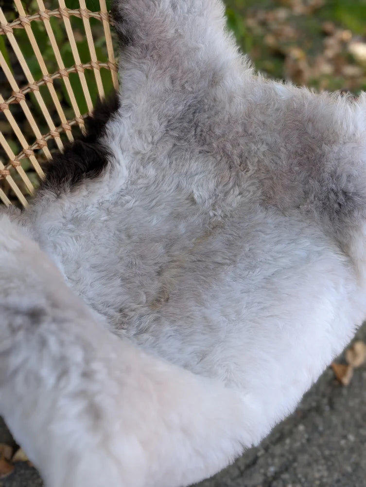 A large icelandic sheepskin rug with long wool, soft white fur, natural grayish tones, and dark edges plush texture