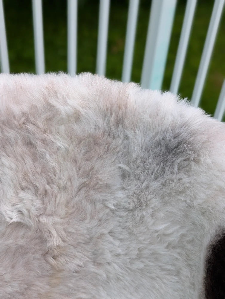 Soft fluffy off-white icelandic sheepskin rug with natural gray patches and long wool angus oliver style