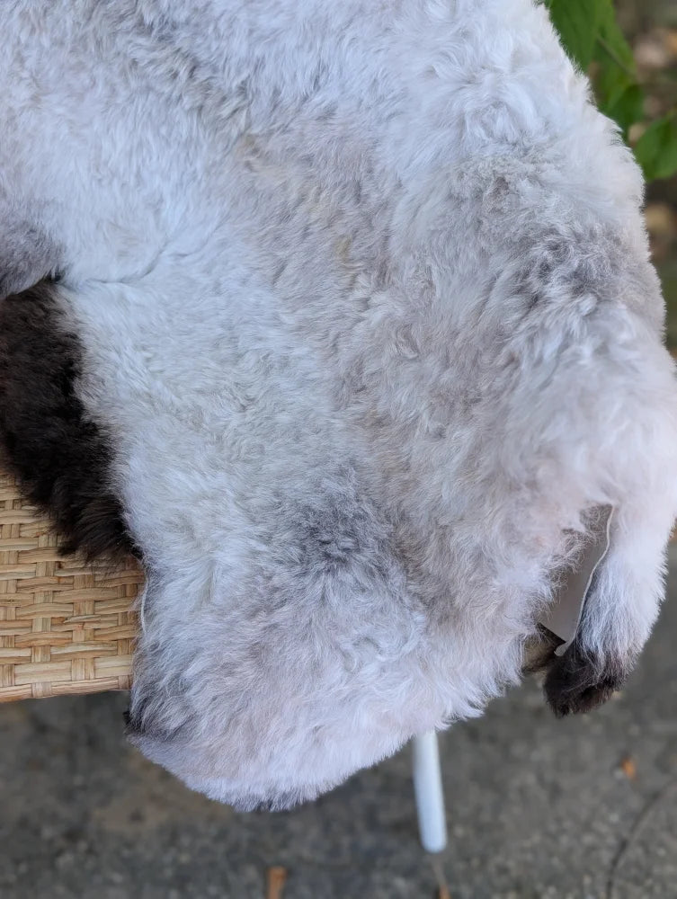 A plush 44 x 27 large icelandic sheepskin rug with long wool icelandic and dark edges in white and gray tones