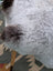 A plush gray and white long wool icelandic sheepskin with soft curly texture by angus oliver measuring 44.5 by 31 inches
