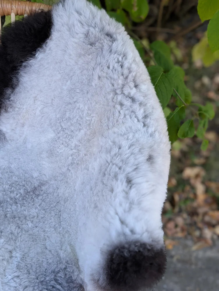A large 44 x 30 inch wool icelandic sheepskin rug with plush white and black curly faux fur and dark edges