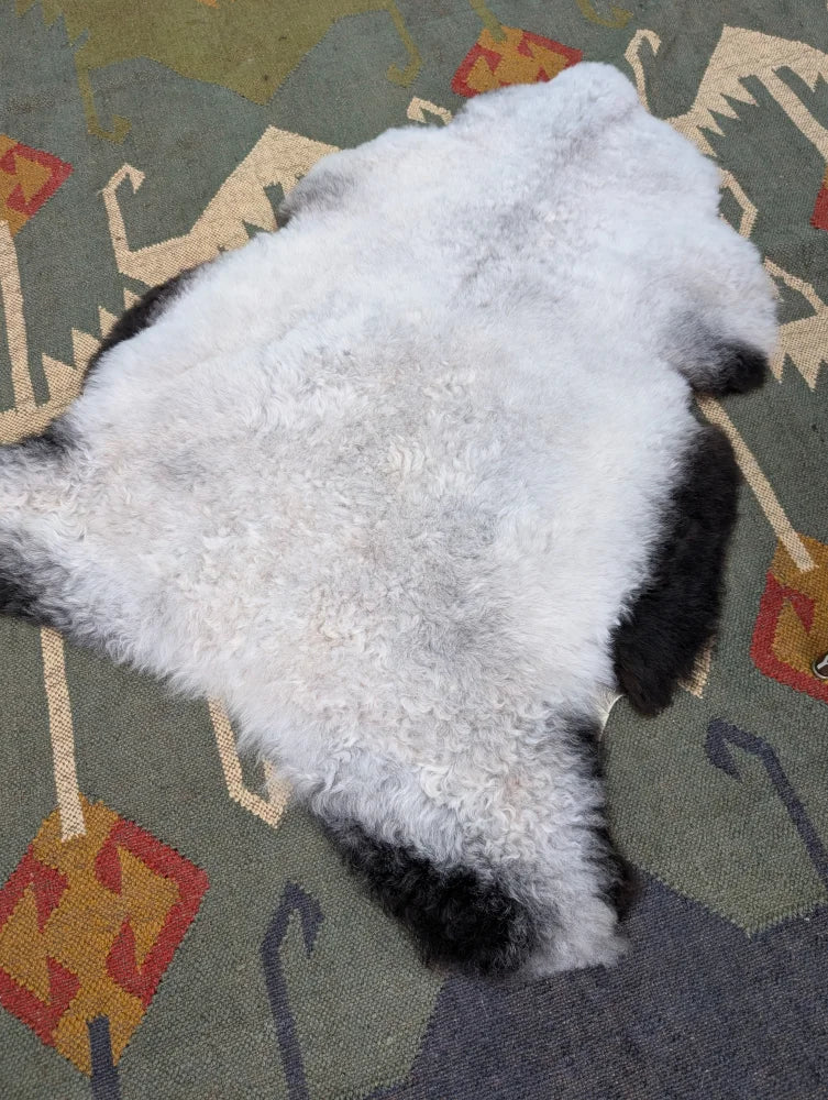 A plush white and black icelandic sheepskin rug with soft curly long wool perfect for cozy home decor by angus oliver