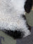 A large icelandic sheepskin rug with plush long wool icelandic fur in white and black by angus oliver