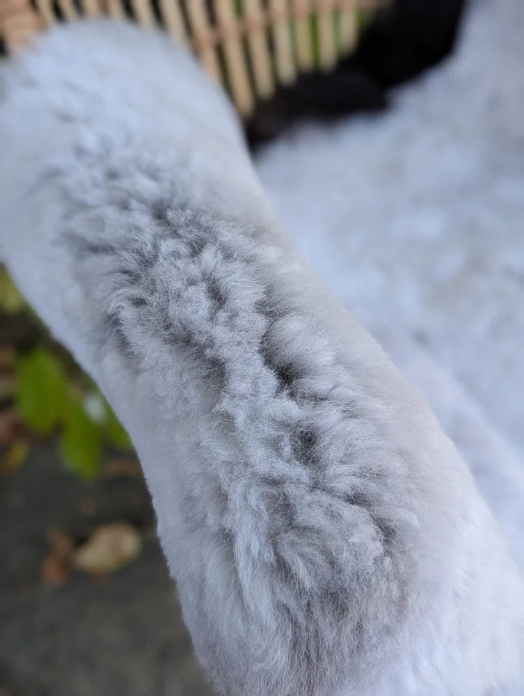 A fluffy white dog paw on a large wool icelandic sheepskin rug with soft curly fur and dark edges