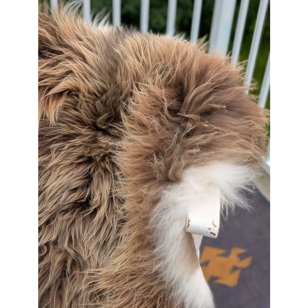 A fluffy brown and white dog with a long wool icelandic sheepskin tail wraps it around a chipped white plastic tag