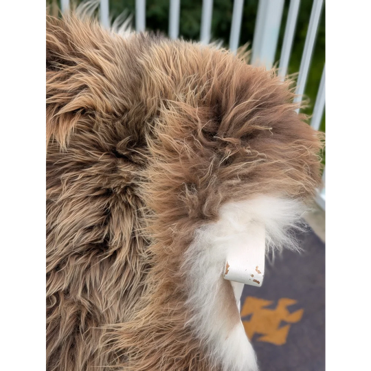 A fluffy brown and white dog with a long wool icelandic sheepskin tail wraps it around a chipped white plastic tag