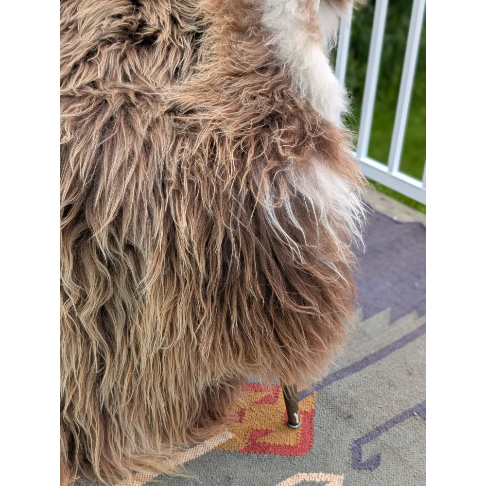 A fluffy icelandic sheepskin with long wool in tan and white perfect for cozy decor by angus oliver