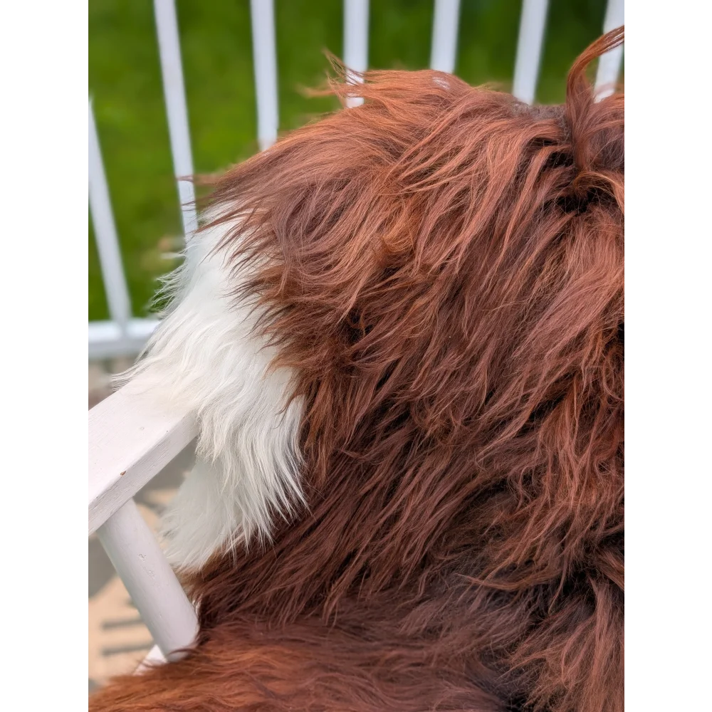 A fluffy brown and white dog on a 47 x 32 extra large long wool icelandic sheepskin rug perfect for cozy spaces